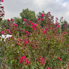 Lagerstroemia indica