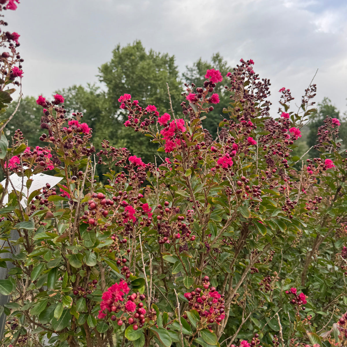 Lagerstroemia indica