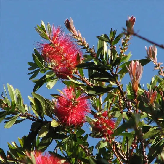 Callistemon Citrinus Splendens