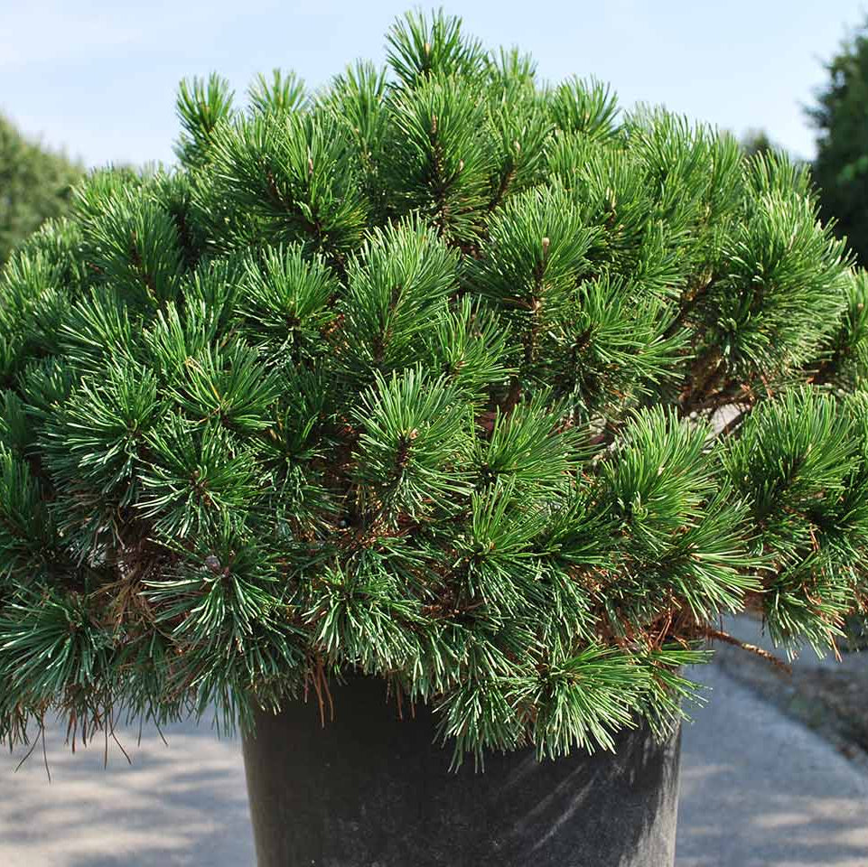 Pinus Mugo Mughus