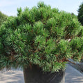 Pinus Mugo Mughus