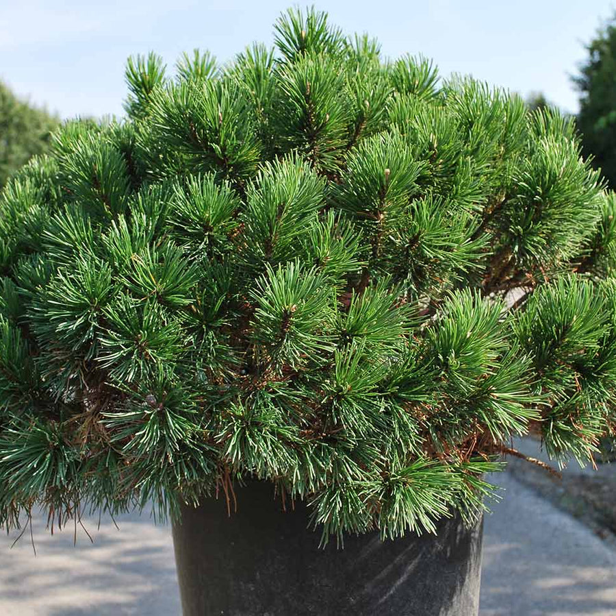 Pinus Mugo Mughus