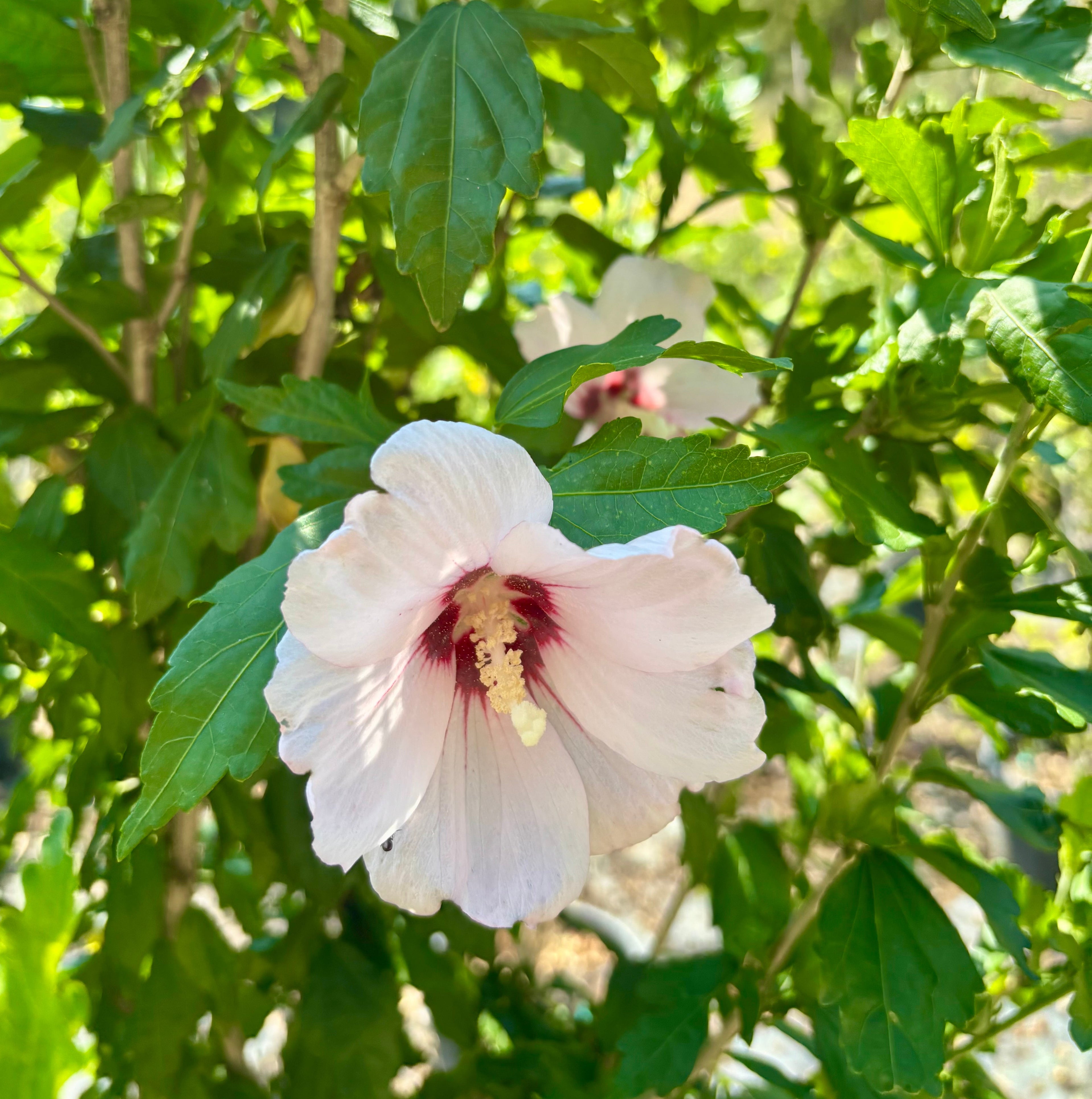 Hibiscus Syriacus