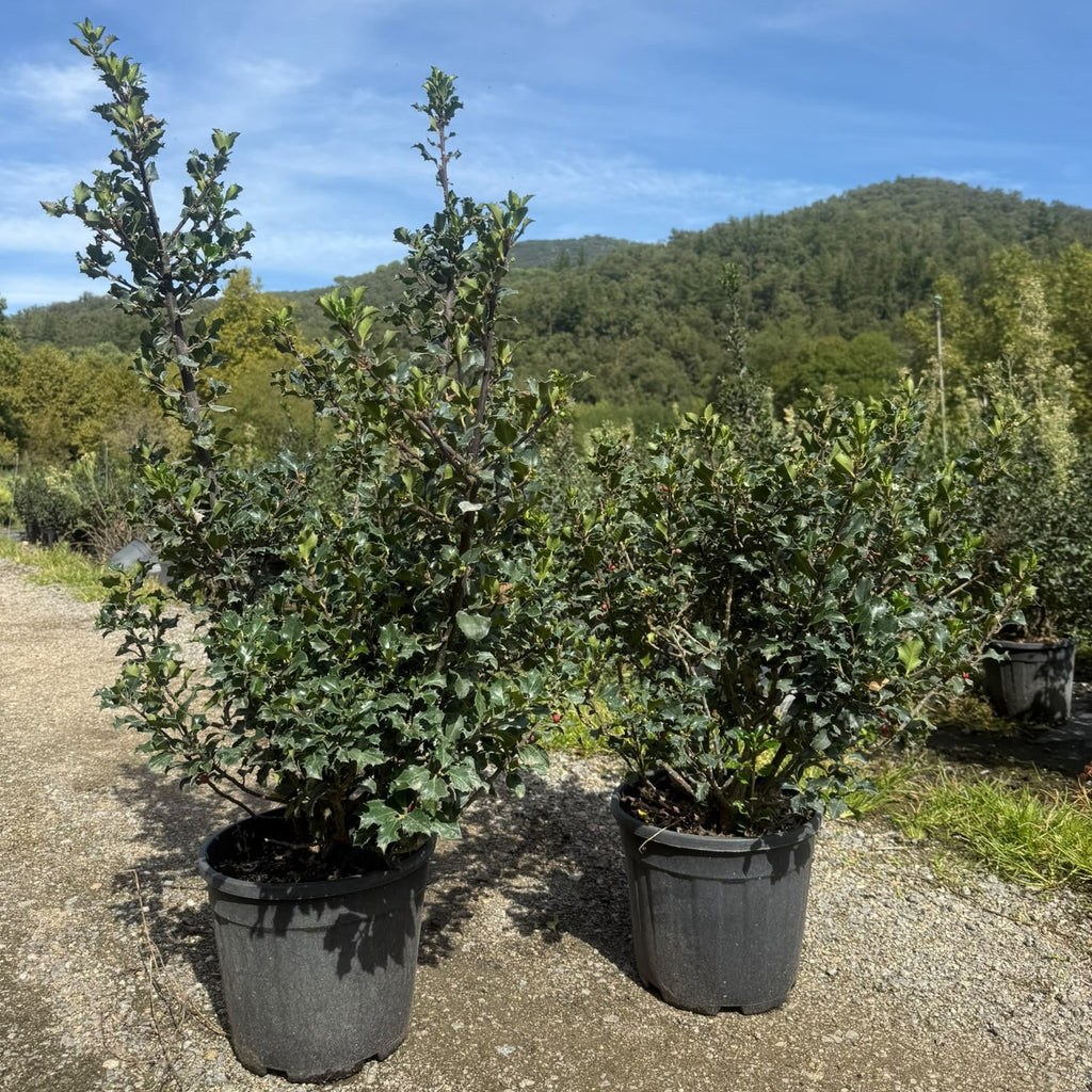 Ilex Aquifolium Alaska