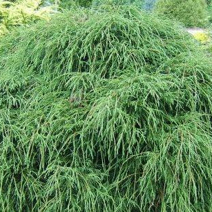 Chamaecyparis pis. 'Filifera Nana'