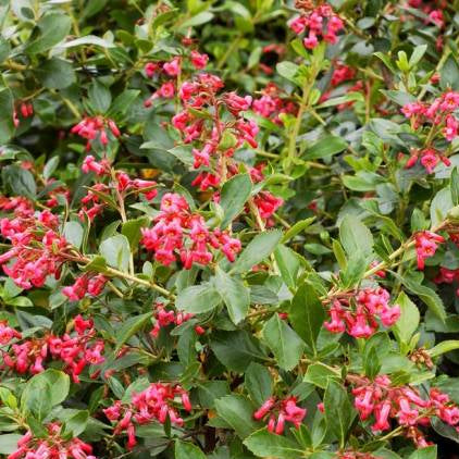 Escallonia Rubra Macrantha