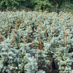 Picea Pungens Glauca Hoopsii