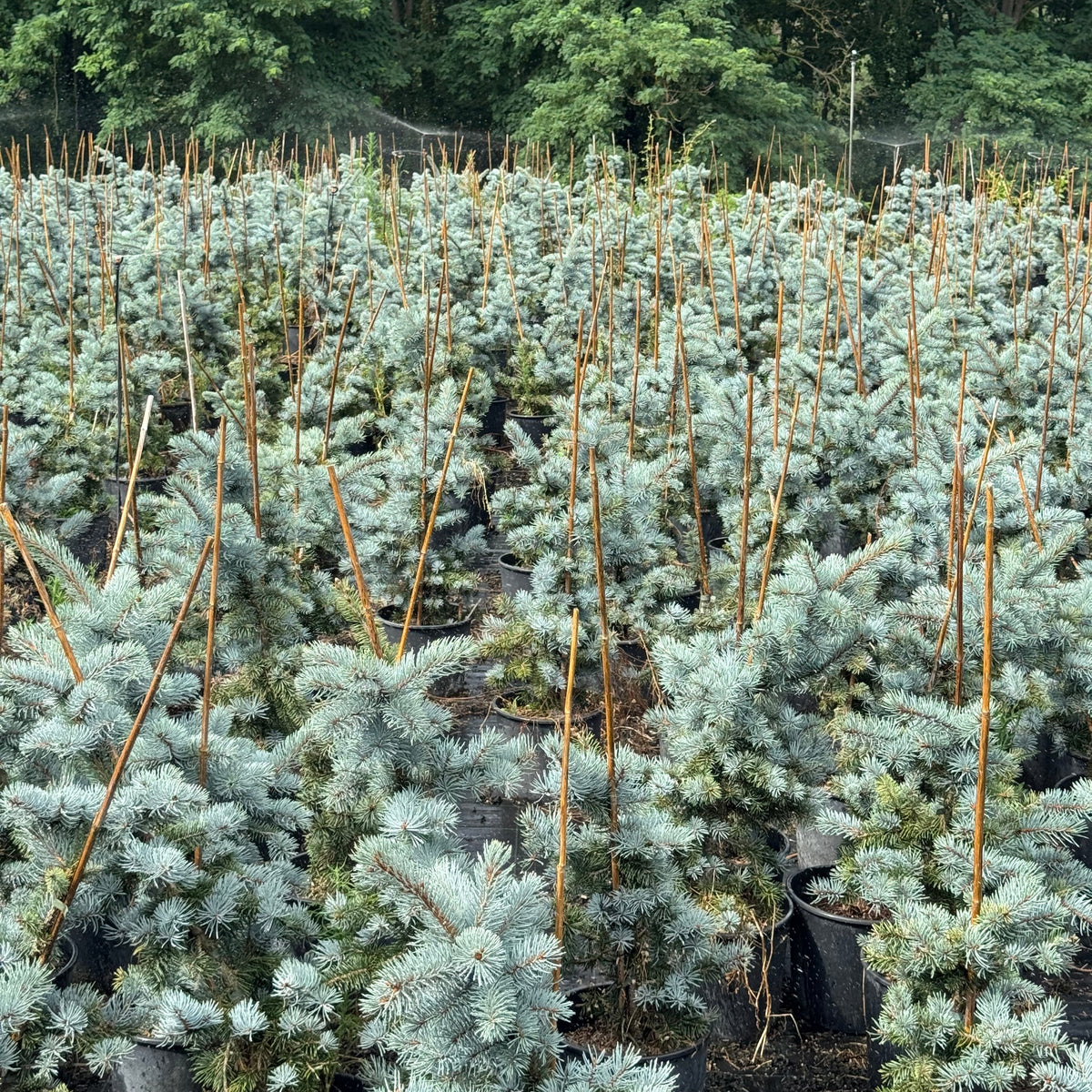 Picea Pungens Glauca Hoopsii