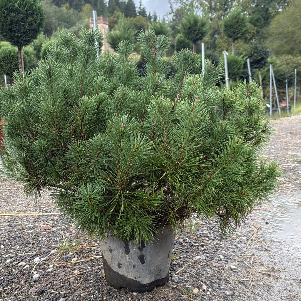 Pinus Mugo Mops