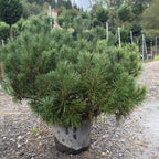 Pinus Mugo Mops