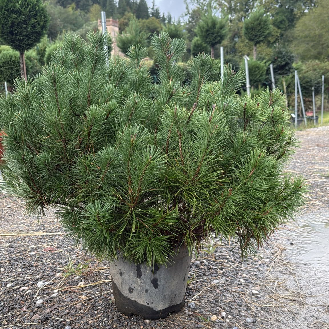 Pinus Mugo Mops