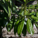 Prunus Laurocerasus
