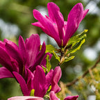 Magnolia Susan
