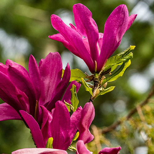 Magnolia Susan