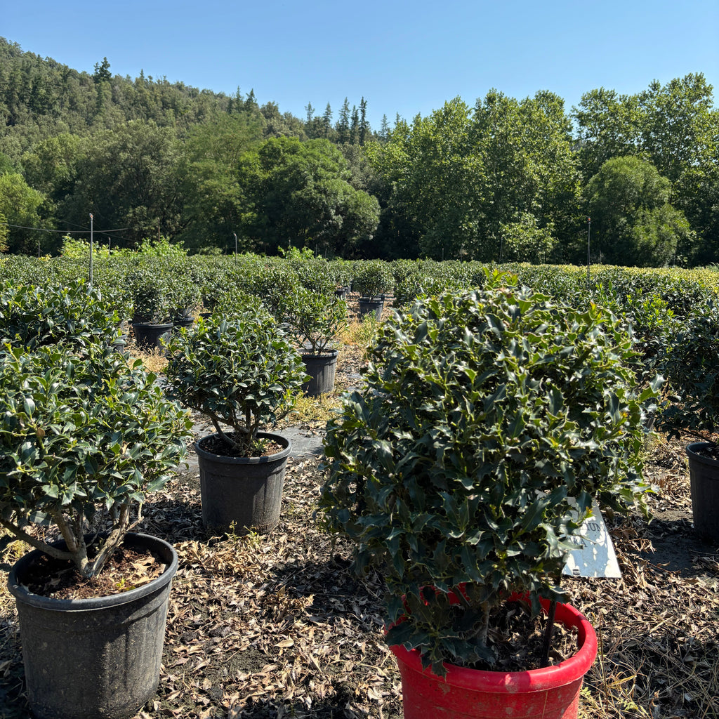 Ilex Aquifolium Alaska Bola
