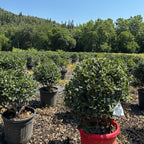 Ilex Aquifolium Alaska Bola