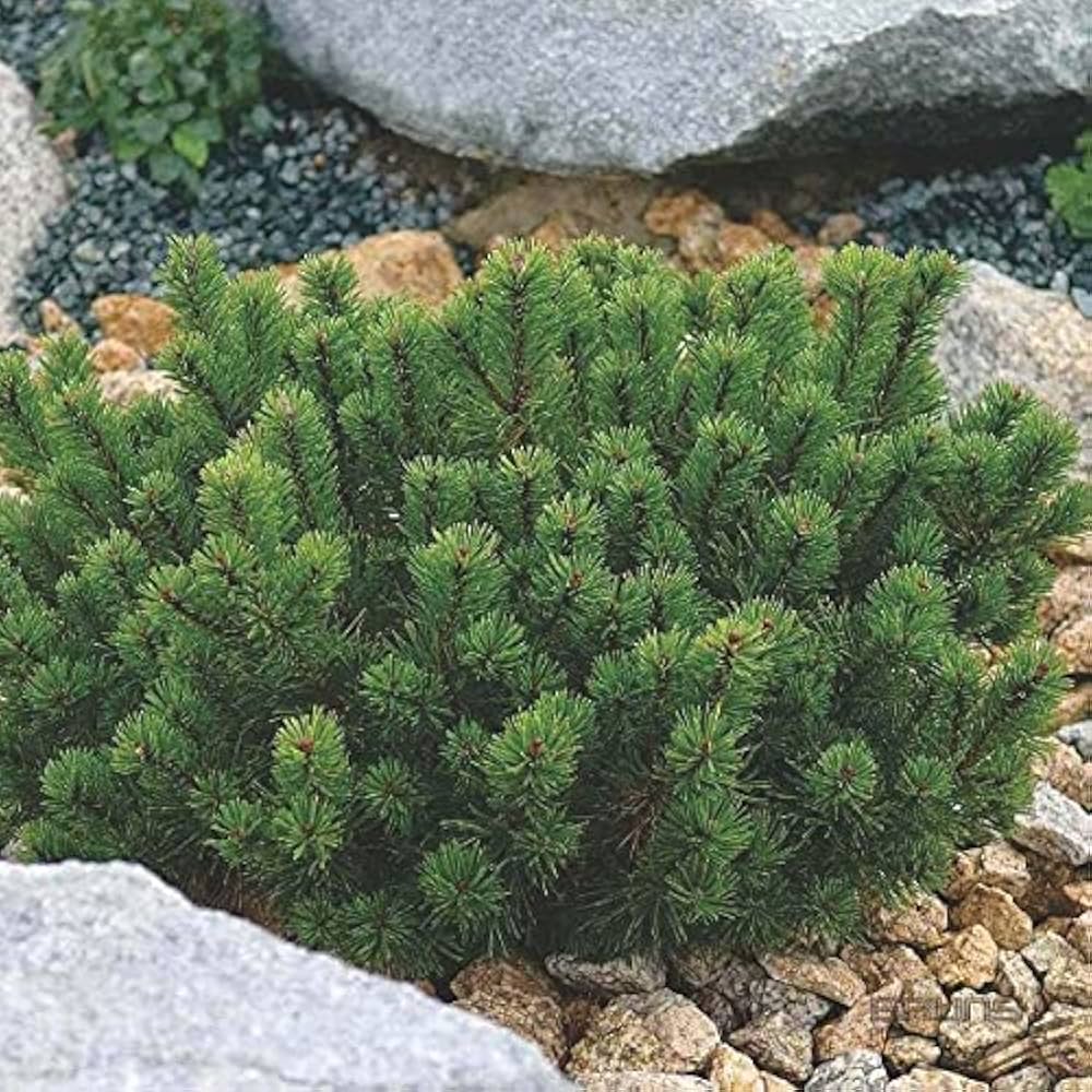 Pinus Mugo Pumilo