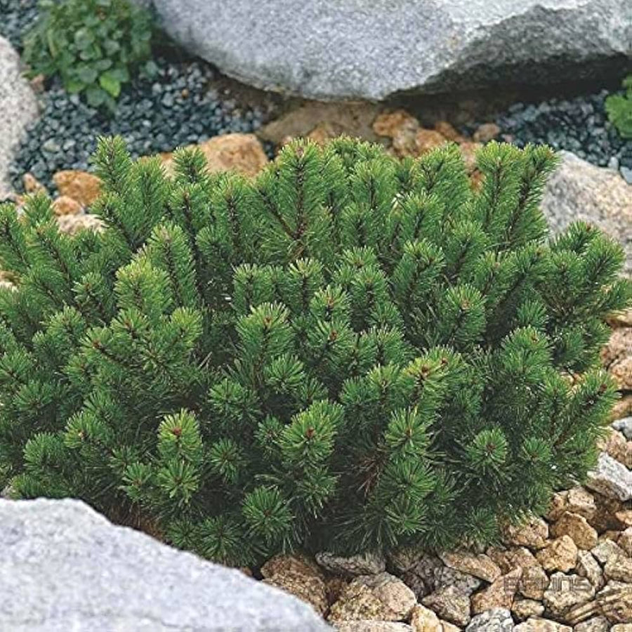 Pinus Mugo Pumilo