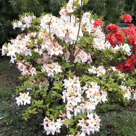 Rhododendron (Azalea KH) 'M&ouml;we'