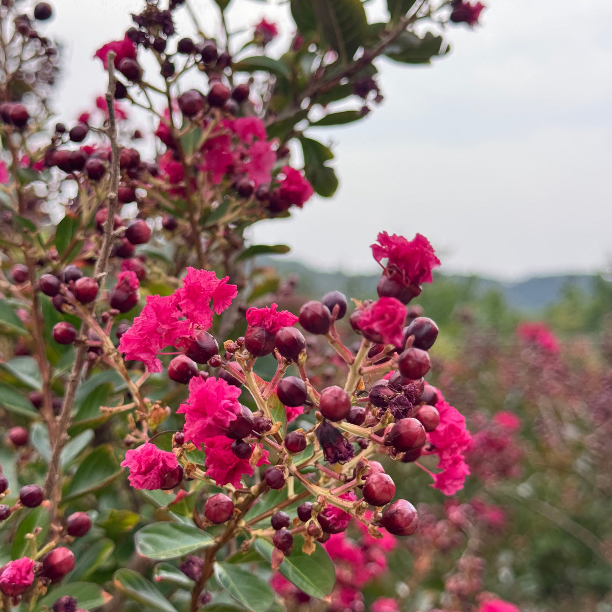 Lagerstroemia indica