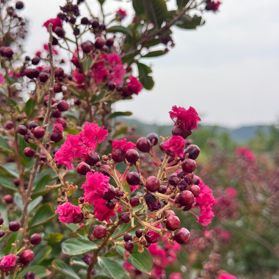 Lagerstroemia indica