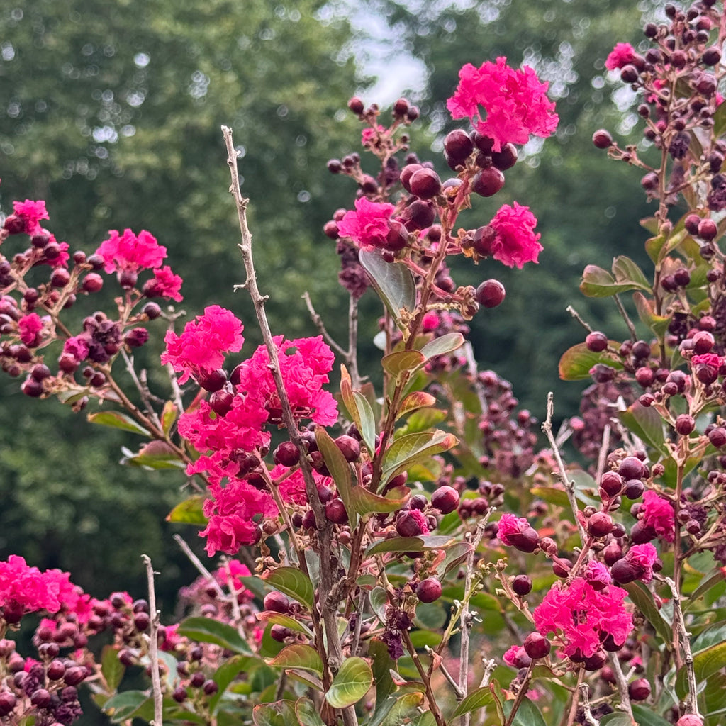 Lagerstroemia indica