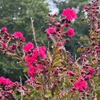 Lagerstroemia indica