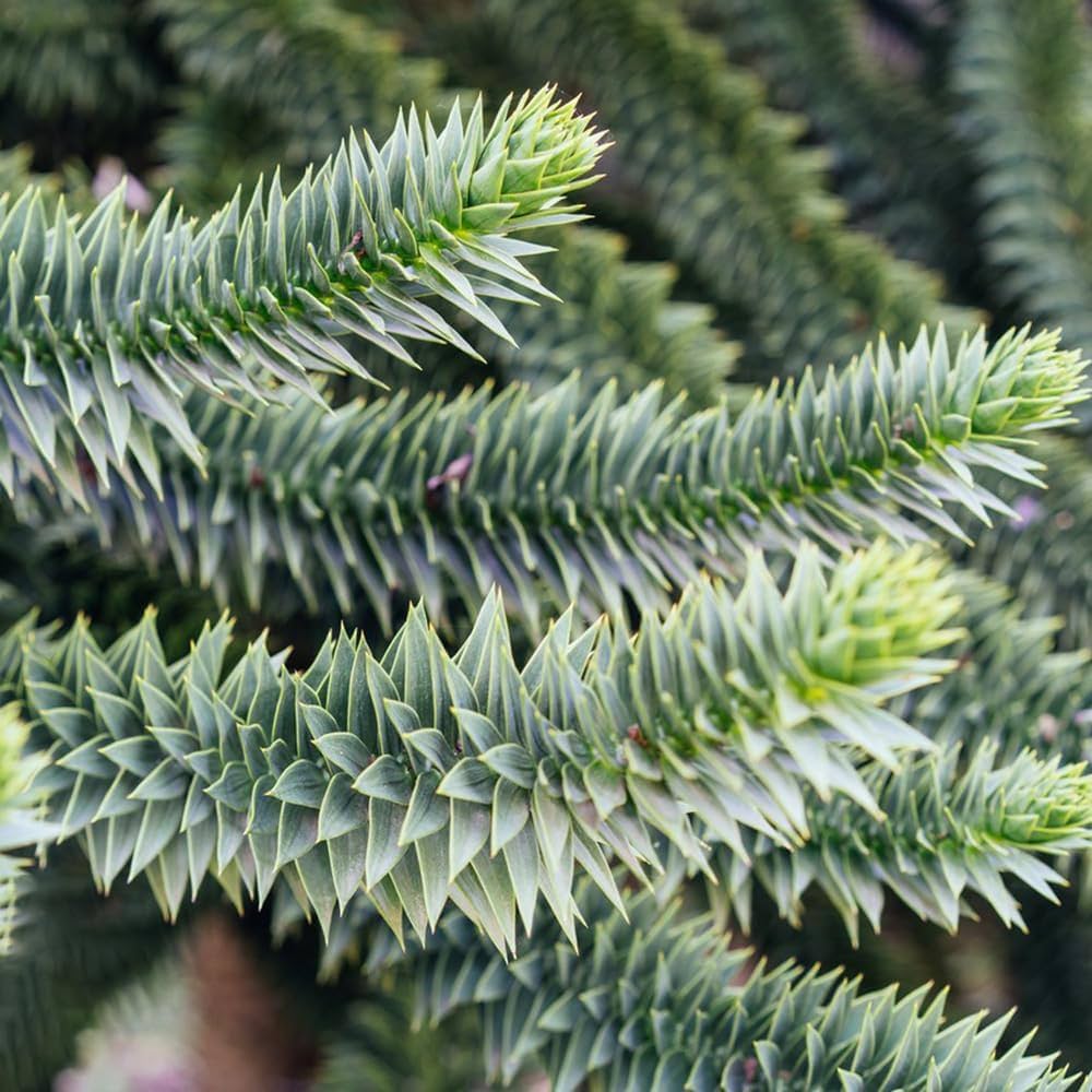 Araucaria Araucana | Cepellón