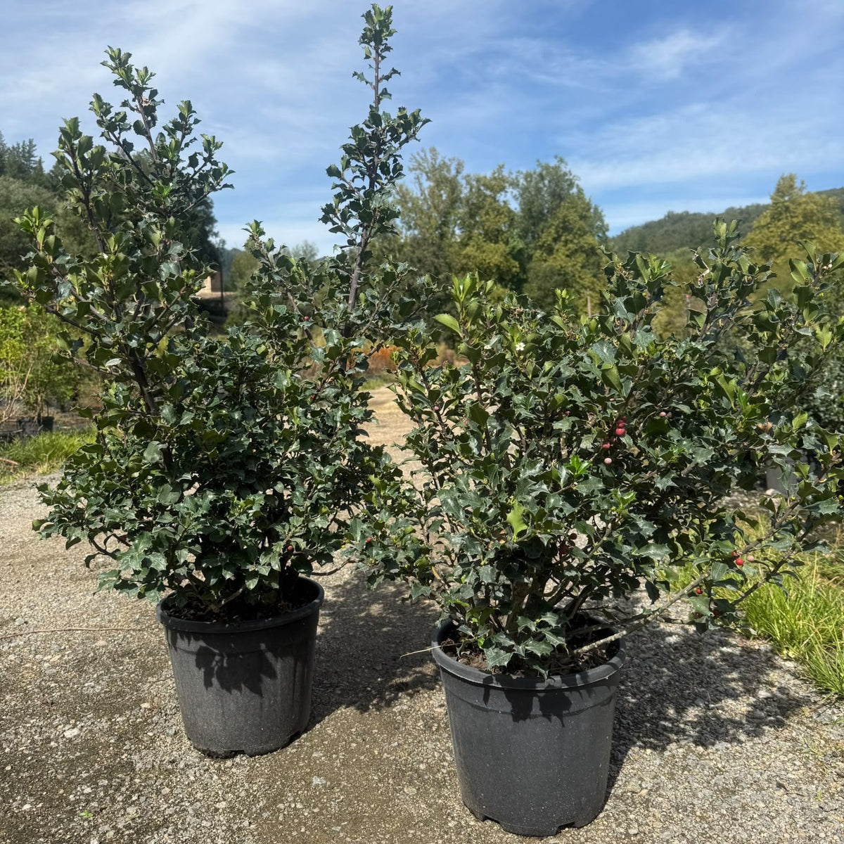 Ilex Aquifolium Alaska