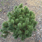 Pinus Mugo Mops