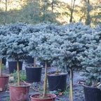 Picea Pungens Glauca Globosa 1/2 T.