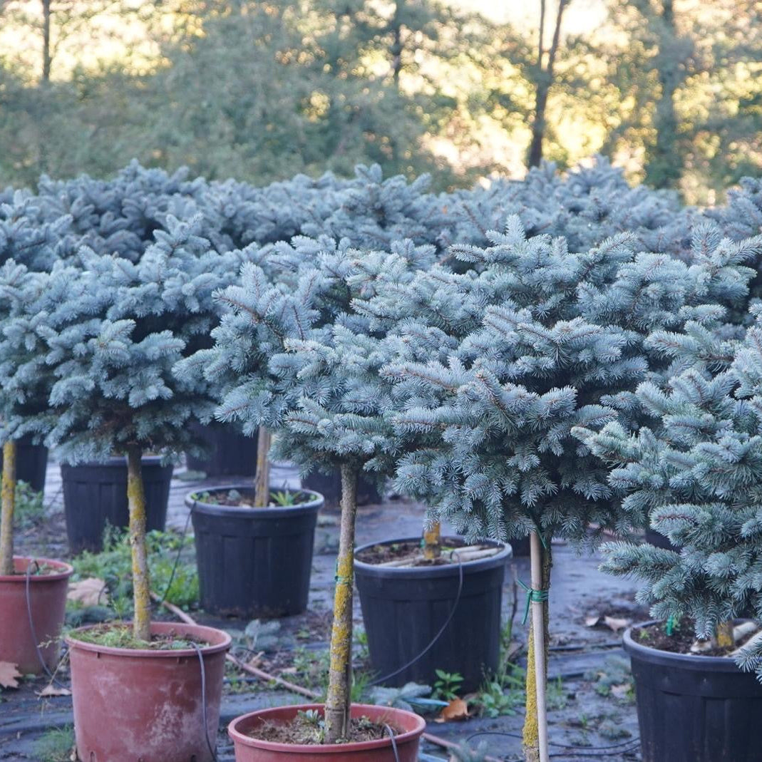Picea Pungens Glauca Globosa 1/2 T.