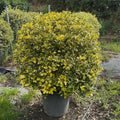 Ilex Aq. Argenteomarginata Bola