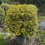 Ilex Aq. Argenteomarginata Bola