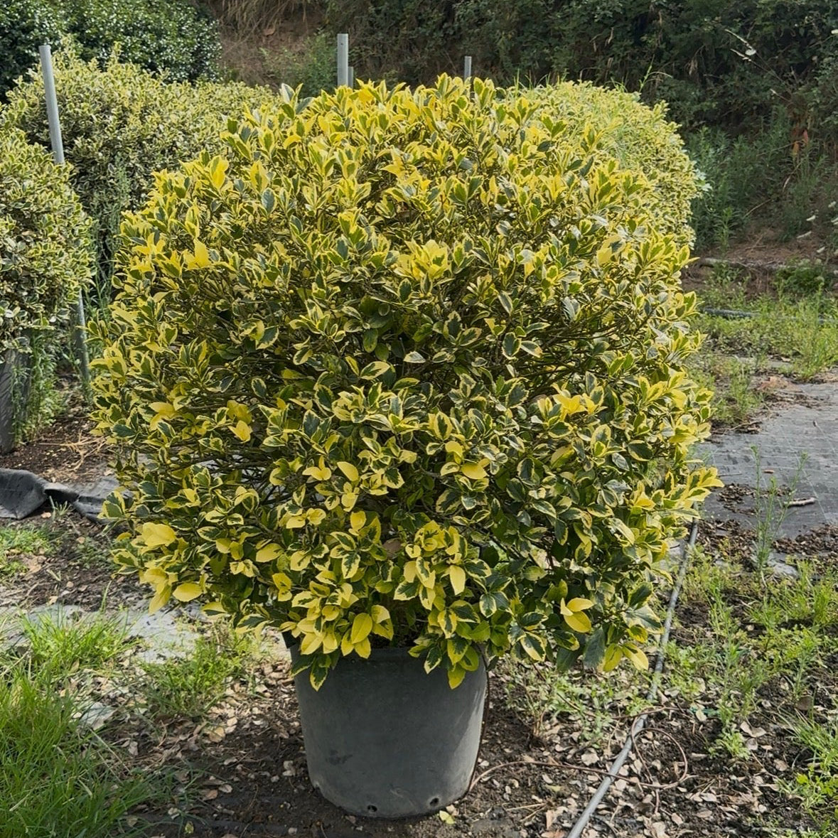 Ilex Aq. Argenteomarginata Bola
