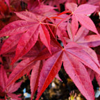 Acer palm. 'Rhode Island Red'