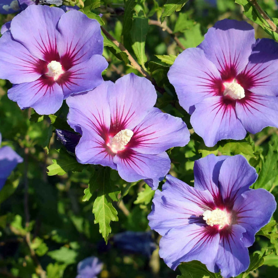 Hibiscus Syriacus