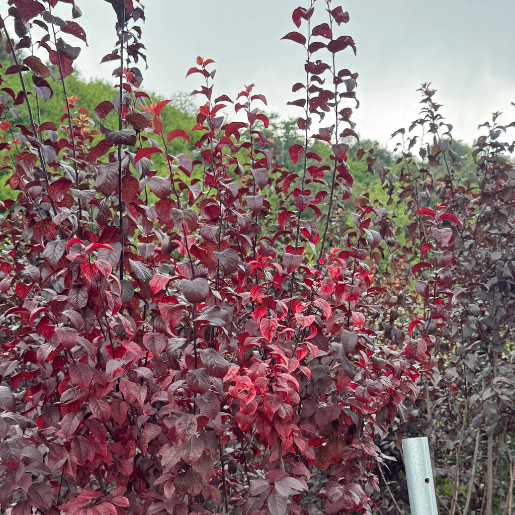 Prunus Pissardi