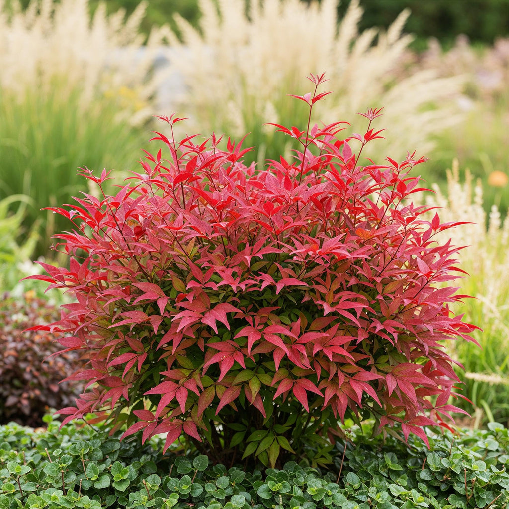 Nandina domestica 'Blush Pink'