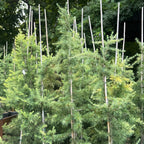 Cedrus Deodara Golden Horizon