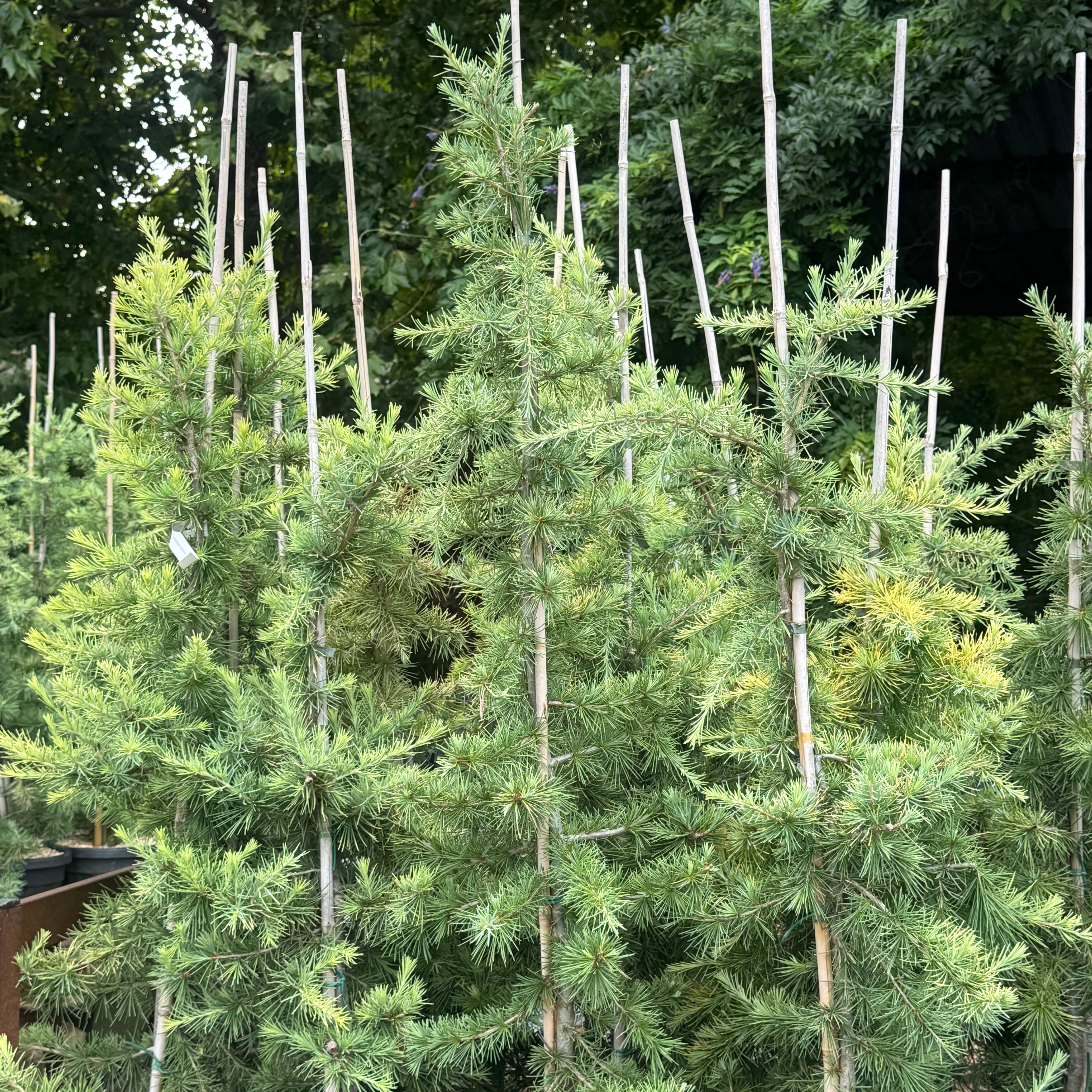 Cedrus Deodara Golden Horizon