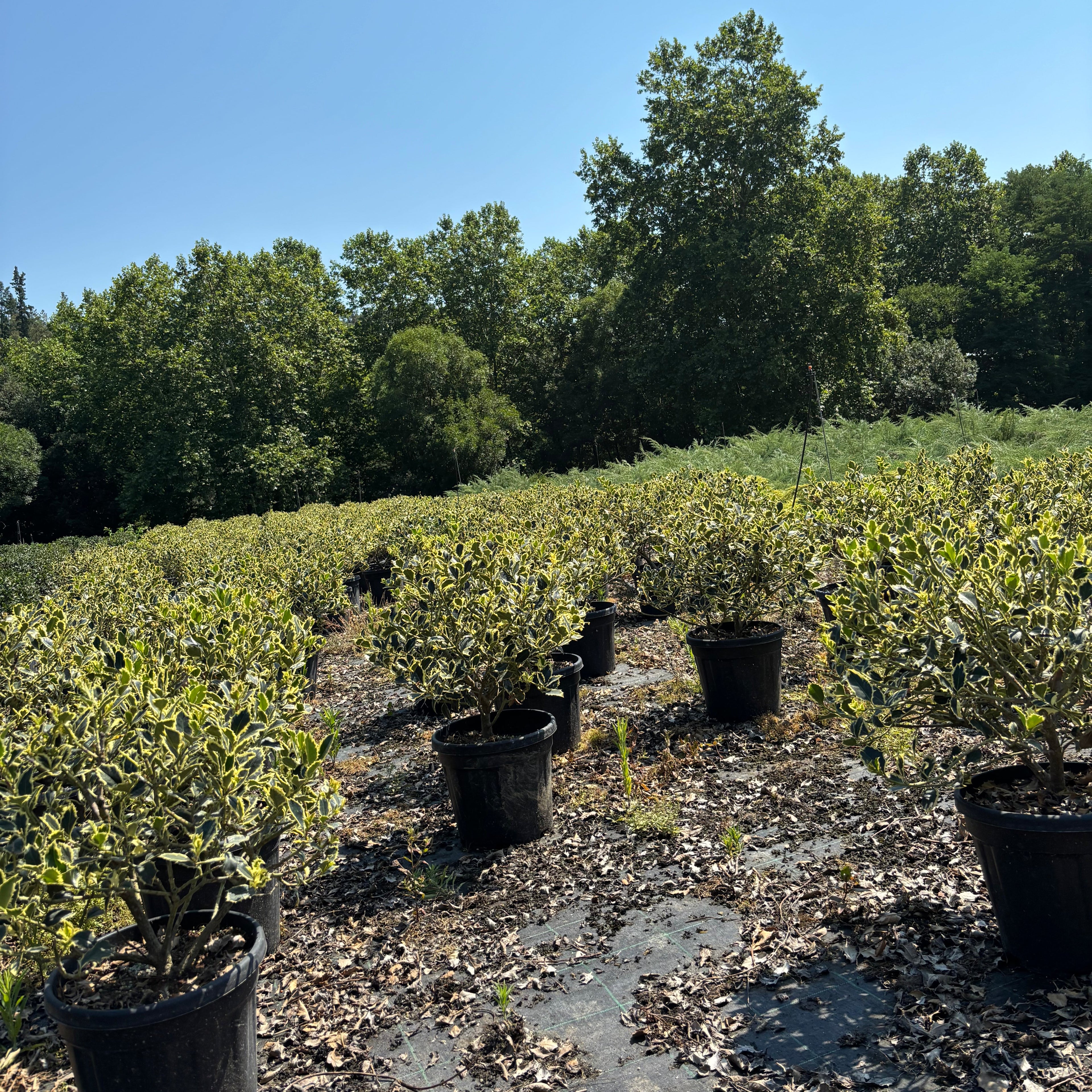 Ilex Aq. Argenteomarginata Bola