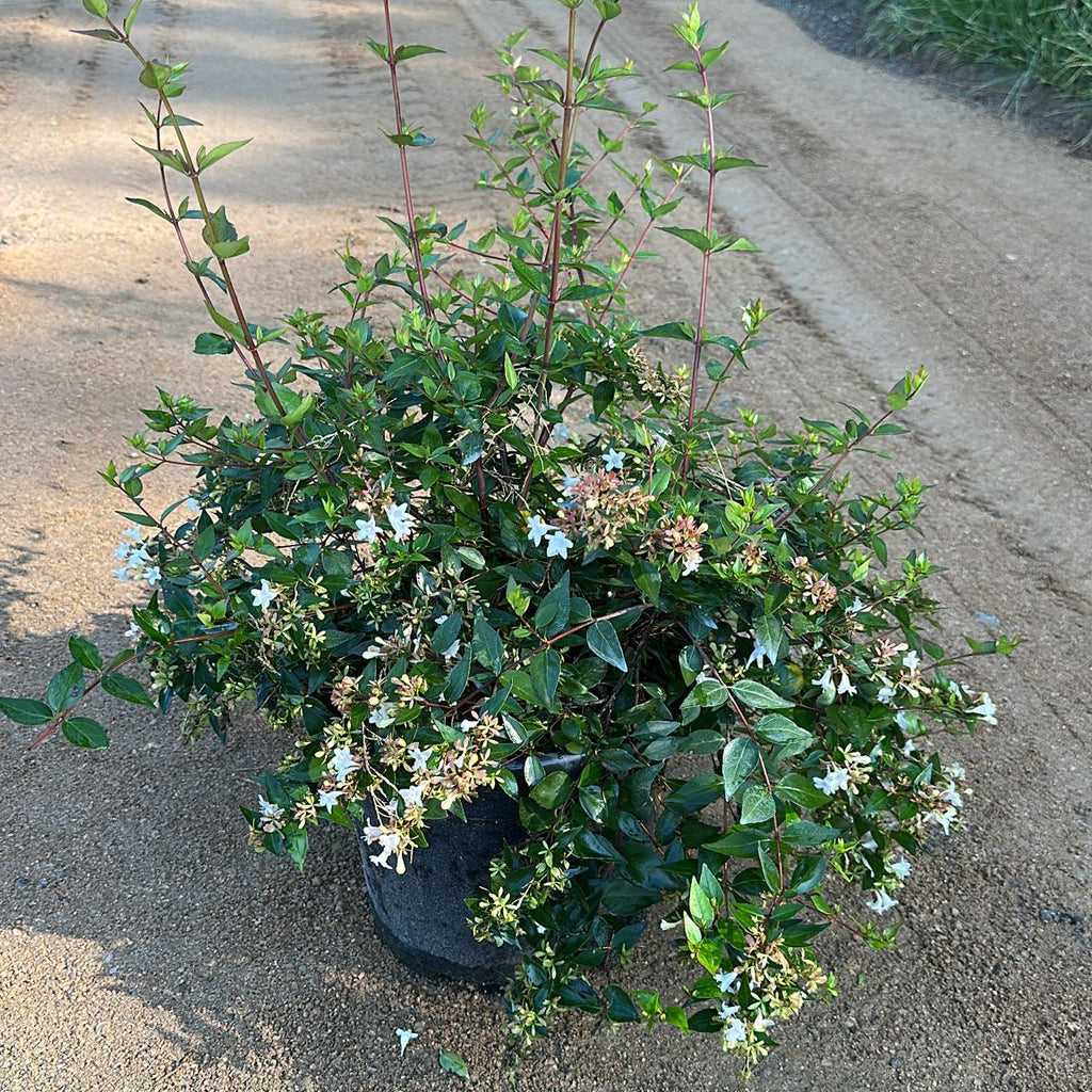 ABELIA GRANDIFLORA