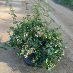 ABELIA GRANDIFLORA