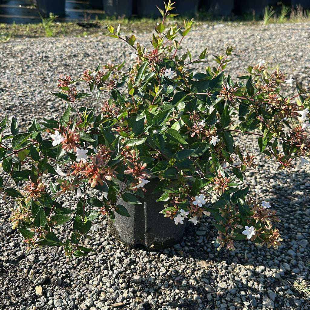 ABELIA GRANDIFLORA