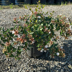 ABELIA GRANDIFLORA