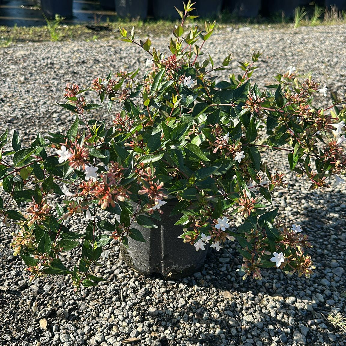 ABELIA GRANDIFLORA