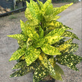 Aucuba Japonica