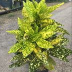 Aucuba Japonica