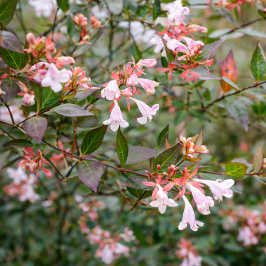 ABELIA GRANDIFLORA